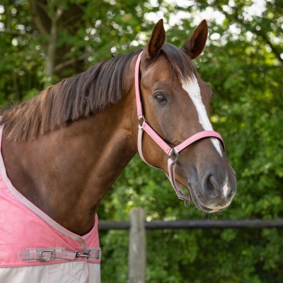 Cavalo castanho com cabresto cor-de-rosa e manta cor-de-rosa e branca ao ar livre