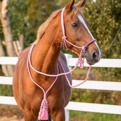 Cavalo castanho com cabresto cor de rosa e cerca branca ao fundo