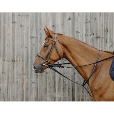 Cavalo castanho com cabeçada de couro e manta azul escura junto a parede de madeira