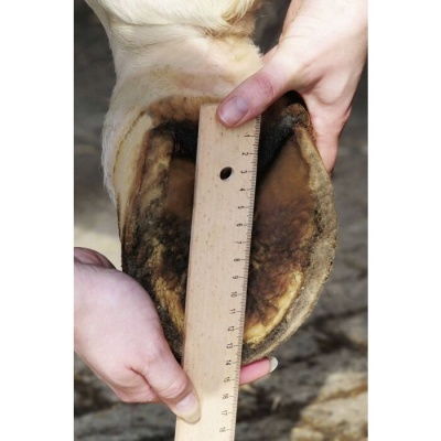 Casco de cavalo a ser medido com régua de madeira, mãos humanas segurando.