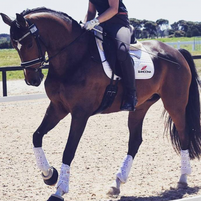 Cavalo castanho com selim e manta branca com texto, montado em pista de areia