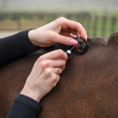 Mãos a cuidar do pelo castanho de um cavalo com ferramenta azul