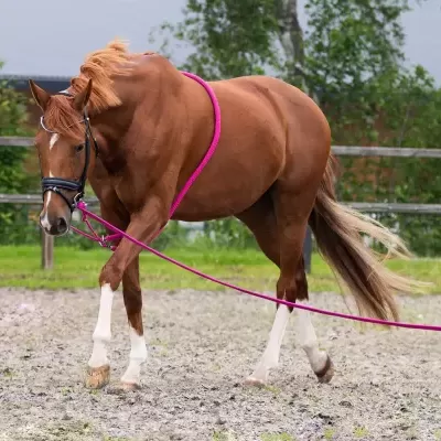 Cavalo castanho com rédeas e cabresto rosa escuro numa arena ao ar livre