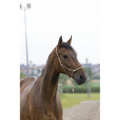 Cavalo castanho com peitoral bege em ambiente exterior