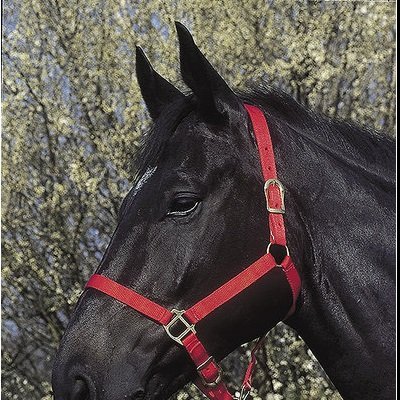 Cavalo preto com peitoral vermelho com fivelas douradas em fundo natural