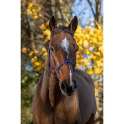Cavalo castanho com cabresto azul e manchas brancas na cabeça