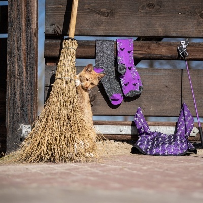 Gato amarelo junto a vassoura e meias roxas penduradas numa cerca de madeira