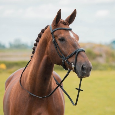 Cavalo castanho com rédea preta e crina trançada em campo verde