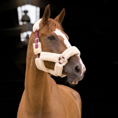 Cavalo castanho com cabeçada acolchoada bege