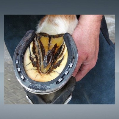 Pata de cavalo com ferradura aparafusada e mão segurando