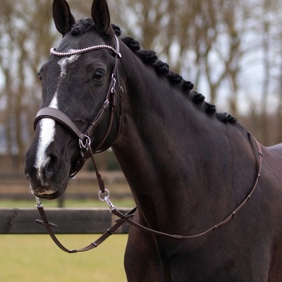 Cavalo preto com rédea de couro castanho e adornos rosas, crina trançada