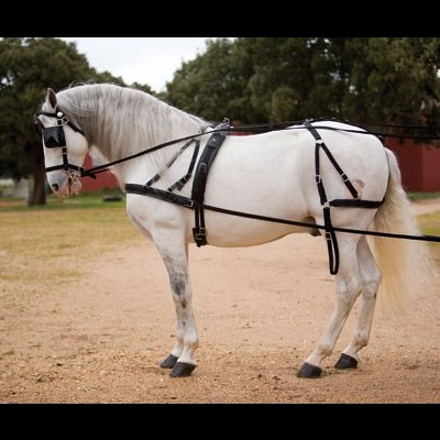Cavalo branco com arreios pretos em área ao ar livre com árvores e celeiro vermelho.