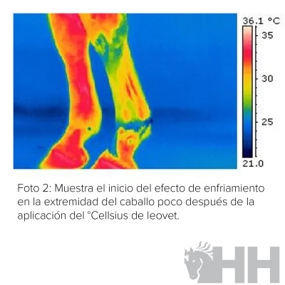 Imagem térmica colorida que mostra as pernas de um cavalo com várias temperaturas indicadas por diferentes cores.