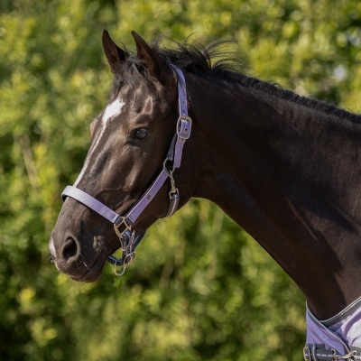 Cavalo preto com peitoral lilás e fundo verde
