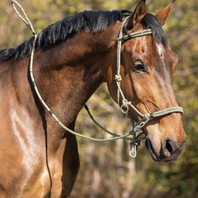 Cavalo castanho com rédea e cabresto de corda bege em ambiente natural
