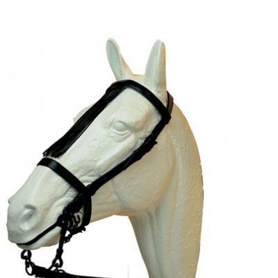 Cabeça de cavalo branca com cabresto preto
