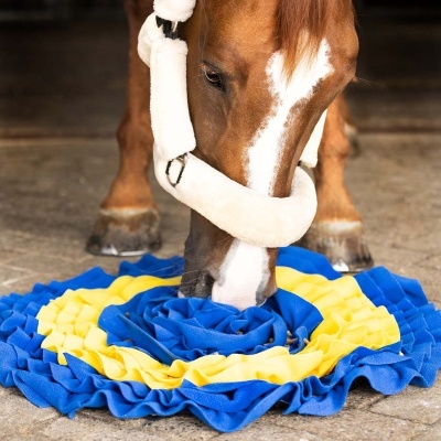 Cavalo castanho com listra branca farejando tapete de treino azul e amarelo