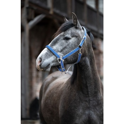 Cavalo cinzento com peitoral azul e riscas brancas