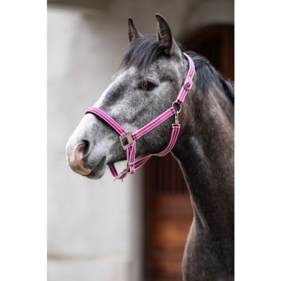 Cavalo cinzento com cabresto rosa e branco