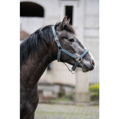 Cavalo castanho com cabresta azul em área urbana