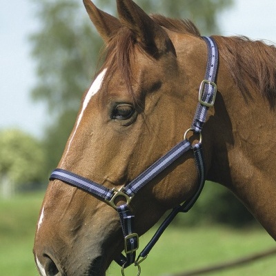 Cavalo castanho com cabresta azul ao ar livre