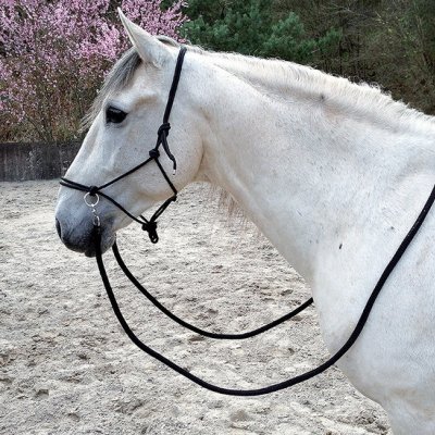 Cavalo branco com bridão preto simples em área externa com areia e árvores ao fundo