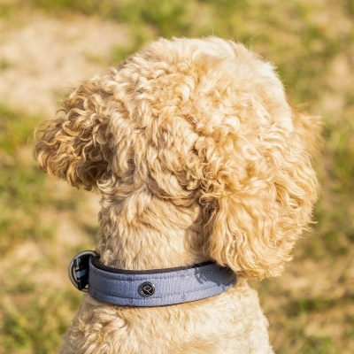 Cão com coleira cinzenta ao ar livre