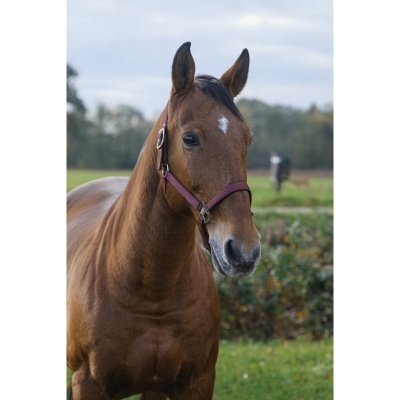 Cavalo castanho com cabeçada castanha num campo verde