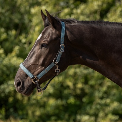 Cabeça de cavalo castanho com cabresto azul ao ar livre, fundo verde desfocado