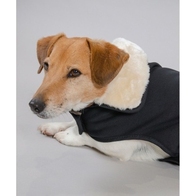 Cão com casaco preto e forro branco ao redor do pescoço.