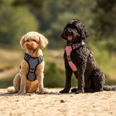 Dois cães com peitorais, um cinzento e outro cor-de-rosa, sentados na areia, fundo natural desfocado