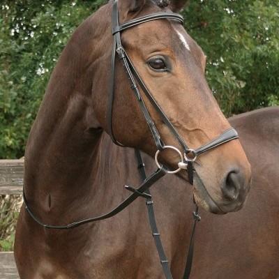 Cavalo castanho com peitoral preto ao ar livre