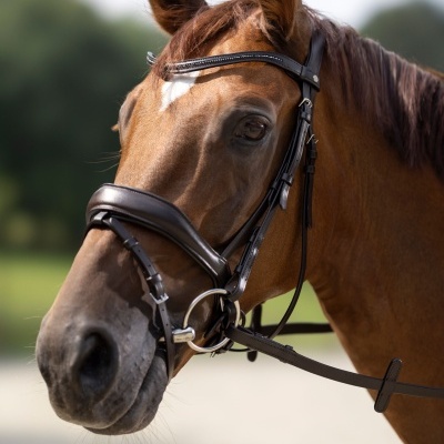Cavalo castanho com embocadura de couro preto e rédea