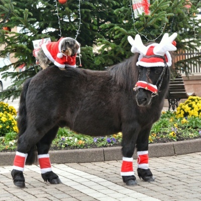 Pônei preto e cão com roupas de Natal, árvore de Natal ao fundo, pavimento de pedra.