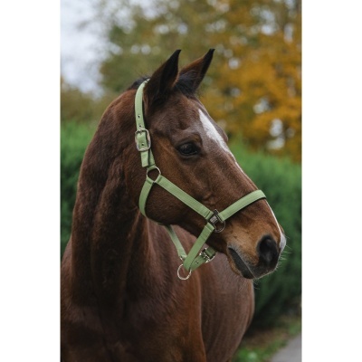 Cavalo castanho com bridão verde claro em ambiente exterior