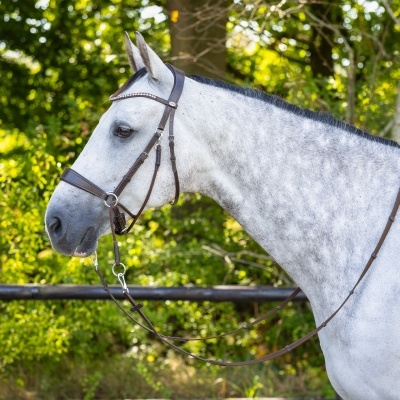 Cavalo cinzento com cabeçada de couro castanho, com strass na testa, em ambiente florestal