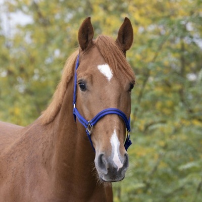Cavalo castanho com cabresto azul e vegetação ao fundo