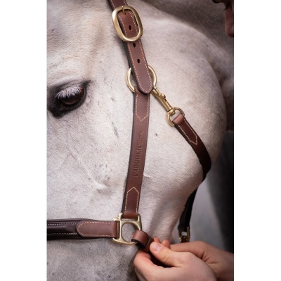 Cabresto em couro castanho com fivelas douradas num cavalo cinza claro
