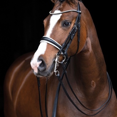 Cavalo castanho com cavalo de couro preto e acessórios