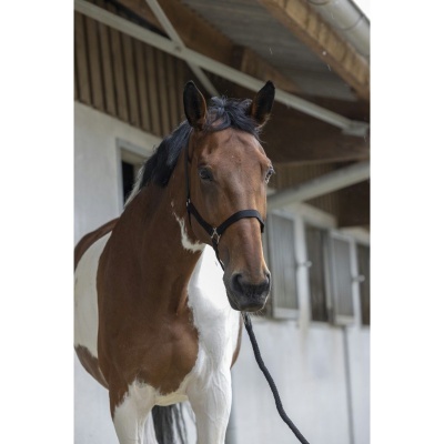 Cavalo castanho e branco com cabresto preto num estábulo