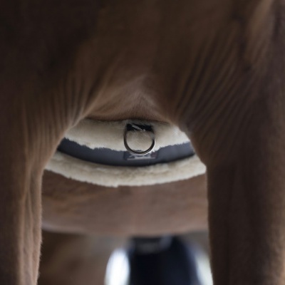 Parte traseira de animal castanho com coleira preta e anel metálico