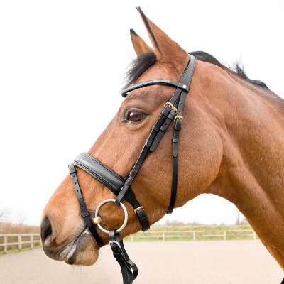Cabeça de cavalo castanho com cabresto preto e anel metálico