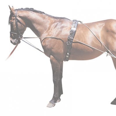 Cavalo castanho com arreios pretos em fundo branco