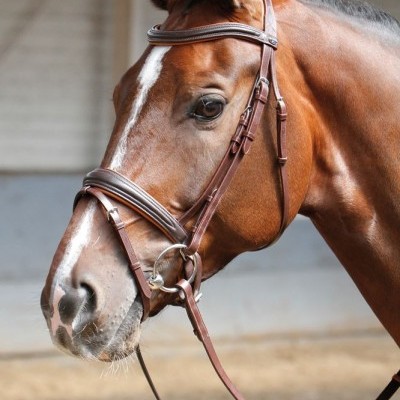 Bridão castanho em cavalo castanho com listra branca, em estábulo