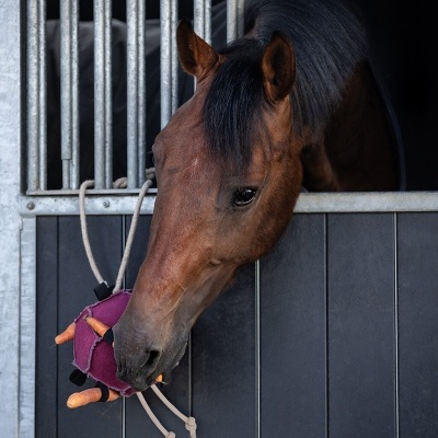 Cavalo mordendo brinquedo roxo numa estrebaria