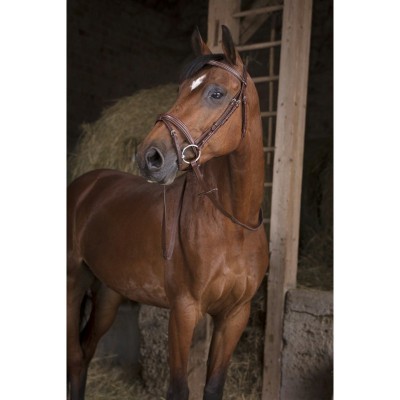 Cavalo castanho em cocheira com cabresto de couro castanho.