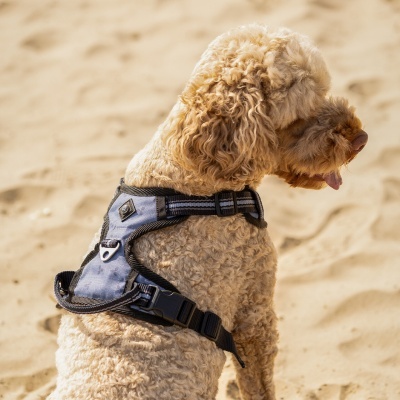 Cão castanho claro com peitoral cinzento e preto na praia