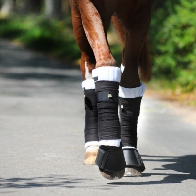 Pernas traseiras de cavalo com proteções pretas e brancas em estrada