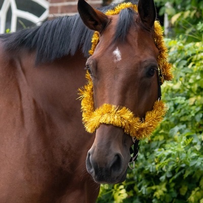 Cavalo castanho com decoração dourada na cabeça