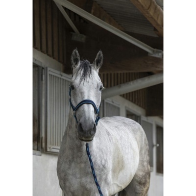Cavalo branco com arreio azul numa área coberta com janelas de madeira ao fundo
